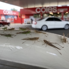 Conocephalus sp. (genus) (A Tussock Katydid) at City Renewal Authority Area - 23 Mar 2022 by mcosgrove