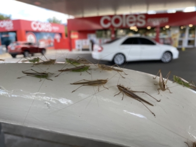 Conocephalus sp. (genus) (A Tussock Katydid) at Dickson, ACT - 23 Mar 2022 by mcosgrove