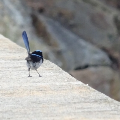 Malurus cyaneus (Superb Fairywren) at Corin Reservoir - 21 Mar 2022 by GirtsO