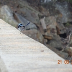 Malurus cyaneus at Cotter River, ACT - 21 Mar 2022