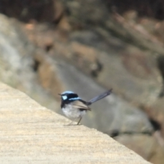 Malurus cyaneus at Cotter River, ACT - 21 Mar 2022