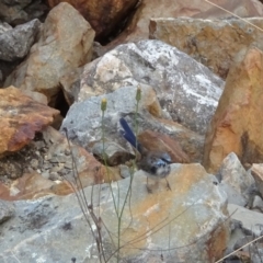 Malurus cyaneus (Superb Fairywren) at Corin Reservoir - 21 Mar 2022 by GirtsO