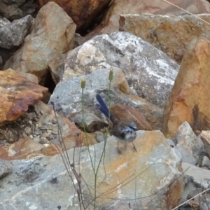 Malurus cyaneus at Cotter River, ACT - 21 Mar 2022