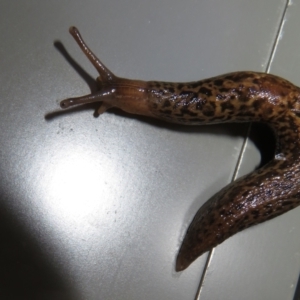 Limax maximus at Paddys River, ACT - 11 Mar 2022 10:10 AM