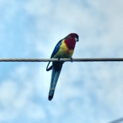 Platycercus eximius (Eastern Rosella) at Aranda, ACT - 22 Mar 2022 by KMcCue