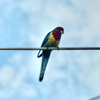 Platycercus eximius (Eastern Rosella) at GG182 - 22 Mar 2022 by KMcCue