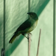 Ptilonorhynchus violaceus at Aranda, ACT - 23 Mar 2022