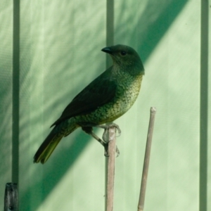 Ptilonorhynchus violaceus at Aranda, ACT - 23 Mar 2022