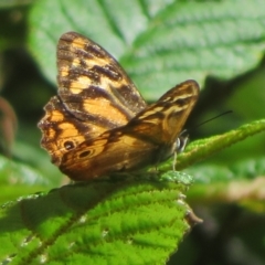 Heteronympha banksii (Banks' Brown) at Paddys River, ACT - 11 Mar 2022 by Christine