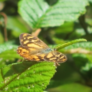 Heteronympha banksii at Paddys River, ACT - 11 Mar 2022