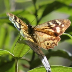 Heteronympha banksii at Paddys River, ACT - 11 Mar 2022