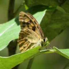 Heteronympha banksii at Paddys River, ACT - suppressed