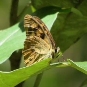 Heteronympha banksii at Paddys River, ACT - suppressed