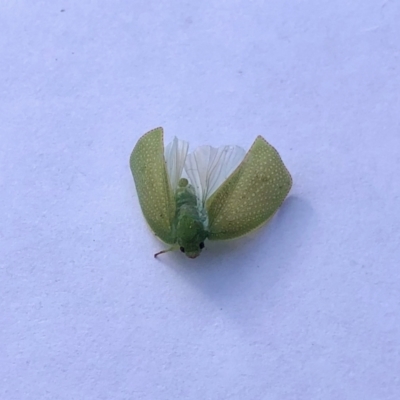 Siphanta sp. (genus) (Green planthopper, Torpedo bug) at GG182 - 24 Mar 2022 by KMcCue