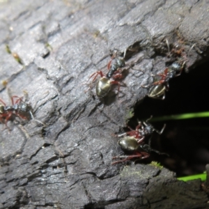 Dolichoderus doriae at Paddys River, ACT - 11 Mar 2022