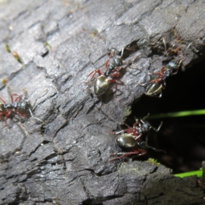 Dolichoderus doriae (Dolly ant) at Tidbinbilla Nature Reserve - 11 Mar 2022 by Christine