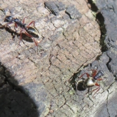 Dolichoderus doriae at Paddys River, ACT - 11 Mar 2022