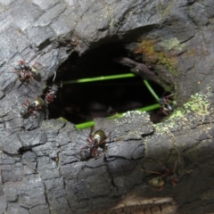 Dolichoderus doriae at Paddys River, ACT - 11 Mar 2022