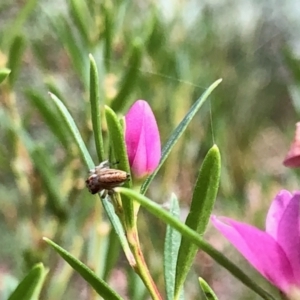 Opisthoncus sp. (genus) at Aranda, ACT - 23 Mar 2022