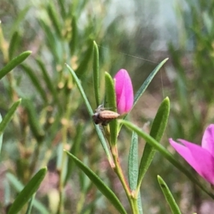 Opisthoncus sp. (genus) at Aranda, ACT - 23 Mar 2022