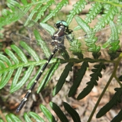 Unidentified Dragonfly (Anisoptera) (TBC) at Paddys River, ACT - 11 Mar 2022 by Christine