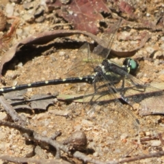 Eusynthemis guttata at Tidbinbilla Nature Reserve - 11 Mar 2022 12:26 PM