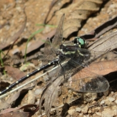 Eusynthemis guttata at Tidbinbilla Nature Reserve - 11 Mar 2022