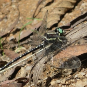 Eusynthemis guttata at Tidbinbilla Nature Reserve - 11 Mar 2022