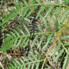 Eusynthemis guttata at Tidbinbilla Nature Reserve - 11 Mar 2022