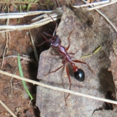Myrmecia forficata (A Bull ant) at Tidbinbilla Nature Reserve - 11 Mar 2022 by Christine