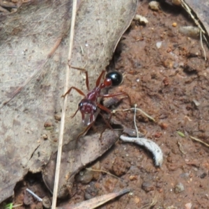 Myrmecia forficata at Paddys River, ACT - 11 Mar 2022