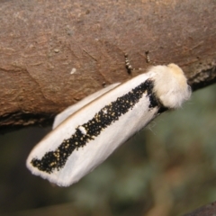 Oenosandra boisduvalii (Boisduval's Autumn Moth) at Mount Taylor - 22 Mar 2022 by MatthewFrawley