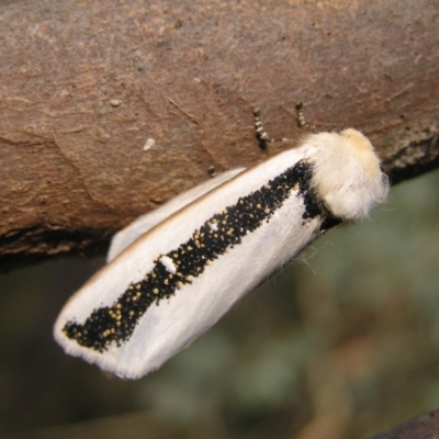 Oenosandra boisduvalii (Boisduval's Autumn Moth) at Mount Taylor - 22 Mar 2022 by MatthewFrawley