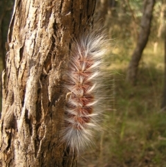 Anthela varia (Hairy Mary) at Mount Taylor - 22 Mar 2022 by MatthewFrawley