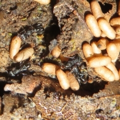 Rhytidoponera sp. (genus) (Rhytidoponera ant) at Tidbinbilla Nature Reserve - 11 Mar 2022 by Christine