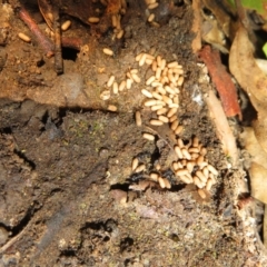 Rhytidoponera sp. (genus) at Paddys River, ACT - 11 Mar 2022