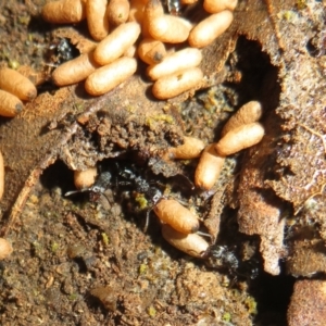 Rhytidoponera sp. (genus) at Paddys River, ACT - 11 Mar 2022