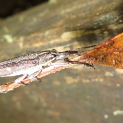 Rhinotia bidentata (Two-spot Rhinotia weevil) at Paddys River, ACT - 11 Mar 2022 by Christine