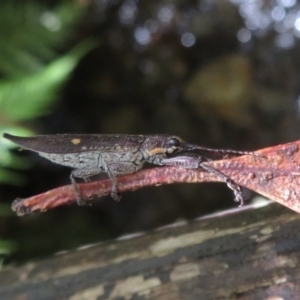 Rhinotia bidentata at Paddys River, ACT - 11 Mar 2022