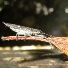 Rhinotia bidentata at Paddys River, ACT - 11 Mar 2022