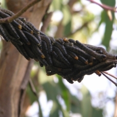 Perginae sp. (subfamily) (Unidentified pergine sawfly) at Kambah, ACT - 22 Mar 2022 by MatthewFrawley