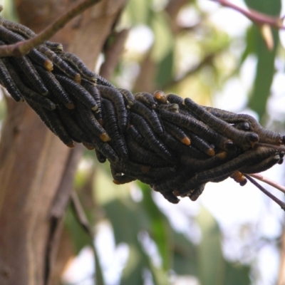 Perginae sp. (subfamily) (Unidentified pergine sawfly) at Kambah, ACT - 22 Mar 2022 by MatthewFrawley