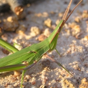 Acrida conica at Kambah, ACT - 22 Mar 2022