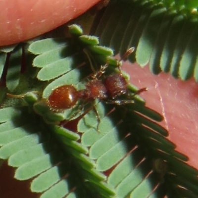Meranoplus sp. (genus) (Shield Ant) at Tidbinbilla Nature Reserve - 11 Mar 2022 by Christine