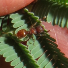Meranoplus sp. (genus) (Shield Ant) at Paddys River, ACT - 11 Mar 2022 by Christine
