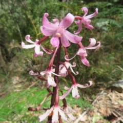 Dipodium roseum (Rosy Hyacinth Orchid) at Paddys River, ACT - 11 Mar 2022 by Christine