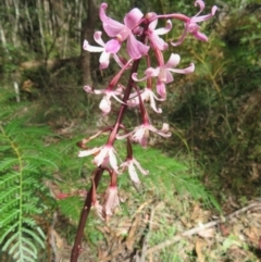 Dipodium roseum at Paddys River, ACT - 11 Mar 2022