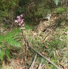Dipodium roseum at Paddys River, ACT - 11 Mar 2022