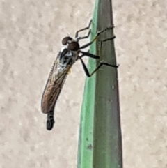 Cerdistus sp. (genus) (Yellow Slender Robber Fly) at Molonglo Valley, ACT - 19 Jan 2022 by galah681