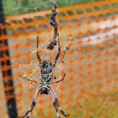 Trichonephila edulis (Golden orb weaver) at National Arboretum Woodland - 2 Mar 2022 by galah681